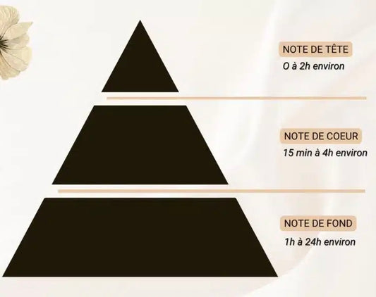Comprendre les Notes Olfactives : Guide Complet