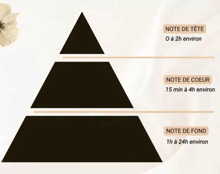 Comprendre les Notes Olfactives : Guide Complet